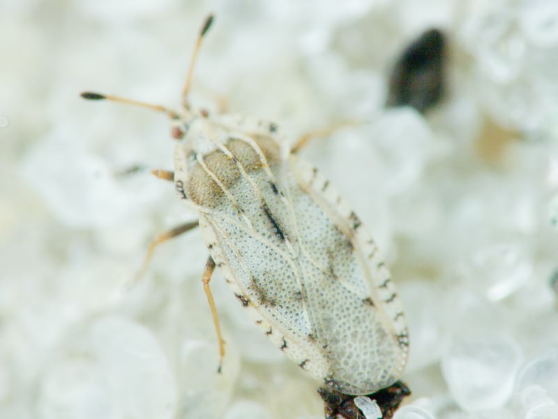 Tingis (Tingis) cardui (Linnaeus, 1758)